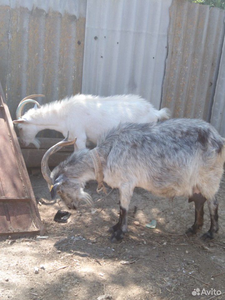 Козел, козы купить на Зозу.ру - фотография № 3