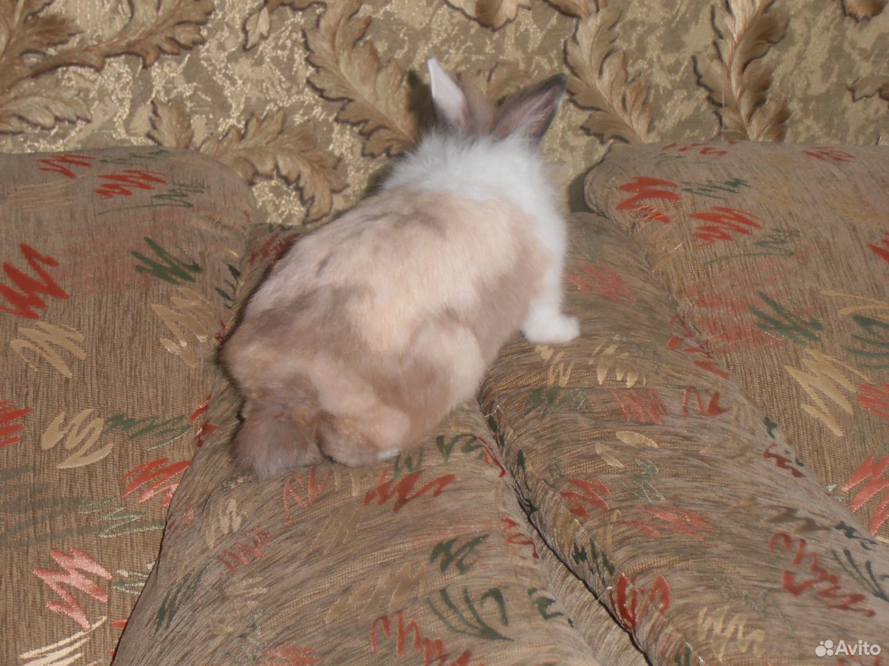 Карликовый кролик (львиноголовый) вязка купить на Зозу.ру - фотография № 2