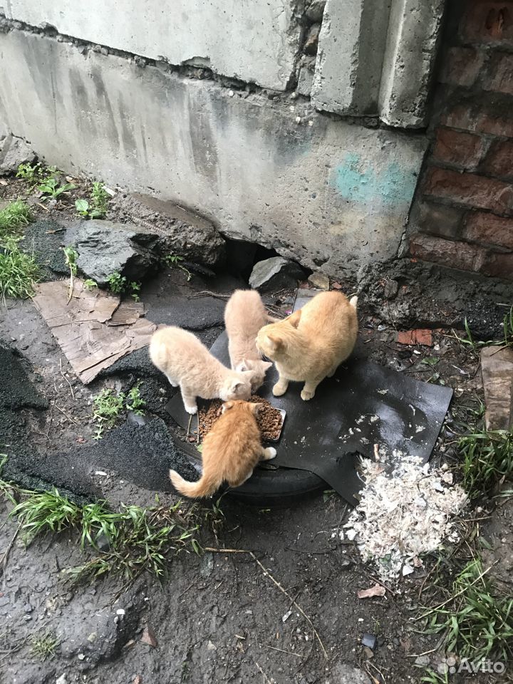 Рыжие котята ищут свой дом купить на Зозу.ру - фотография № 4