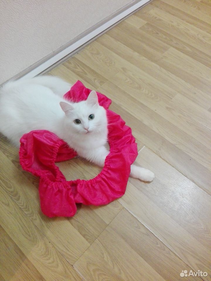 Котенок чисто белый купить на Зозу.ру - фотография № 5