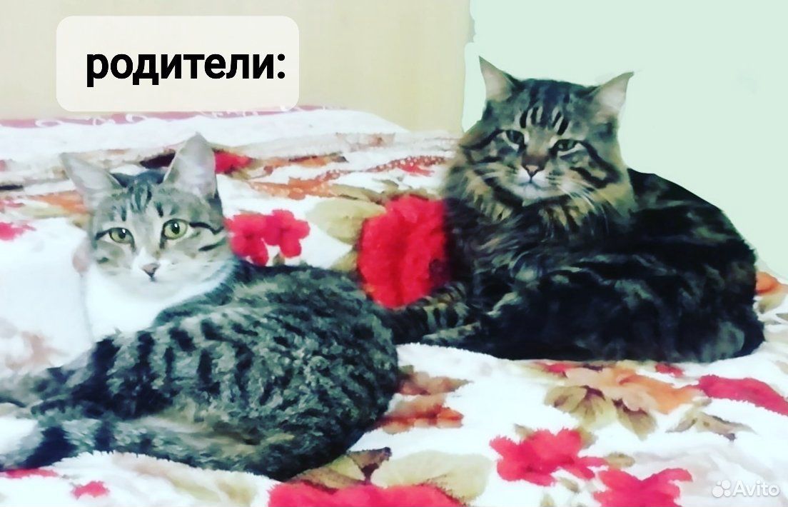 Котята-полукровки от курильского бобтейла купить на Зозу.ру - фотография № 2