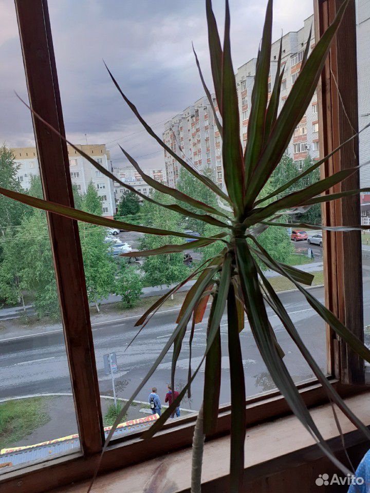 Растение комнатное купить на Зозу.ру - фотография № 3