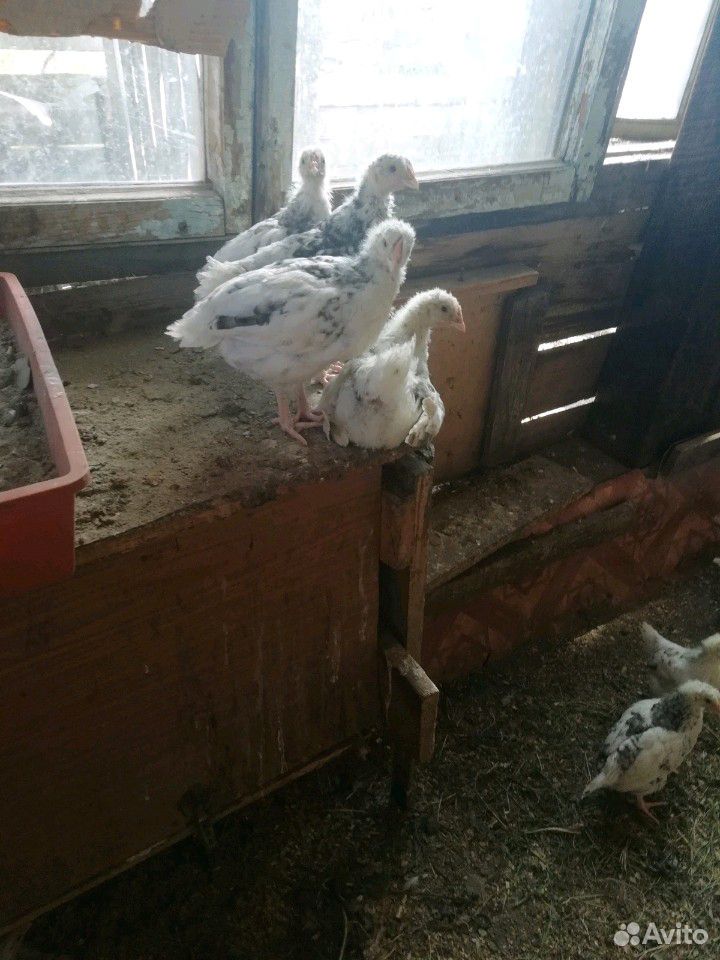 Цыплята Пушкинской породы кур купить на Зозу.ру - фотография № 1