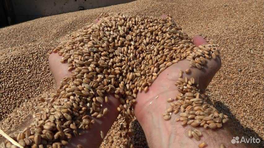Пшеница. 4 кл. 50 тонн купить на Зозу.ру - фотография № 2