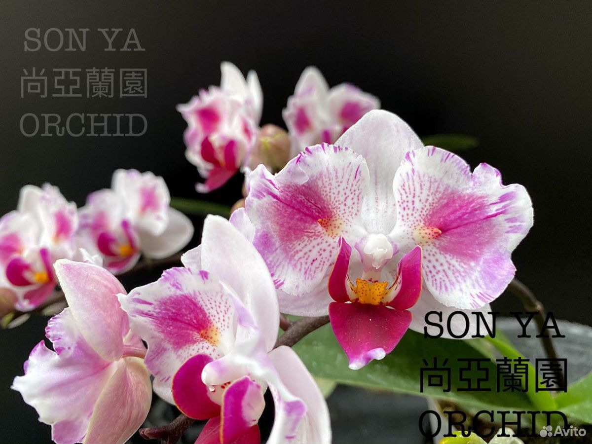 Сапфир Орхидея