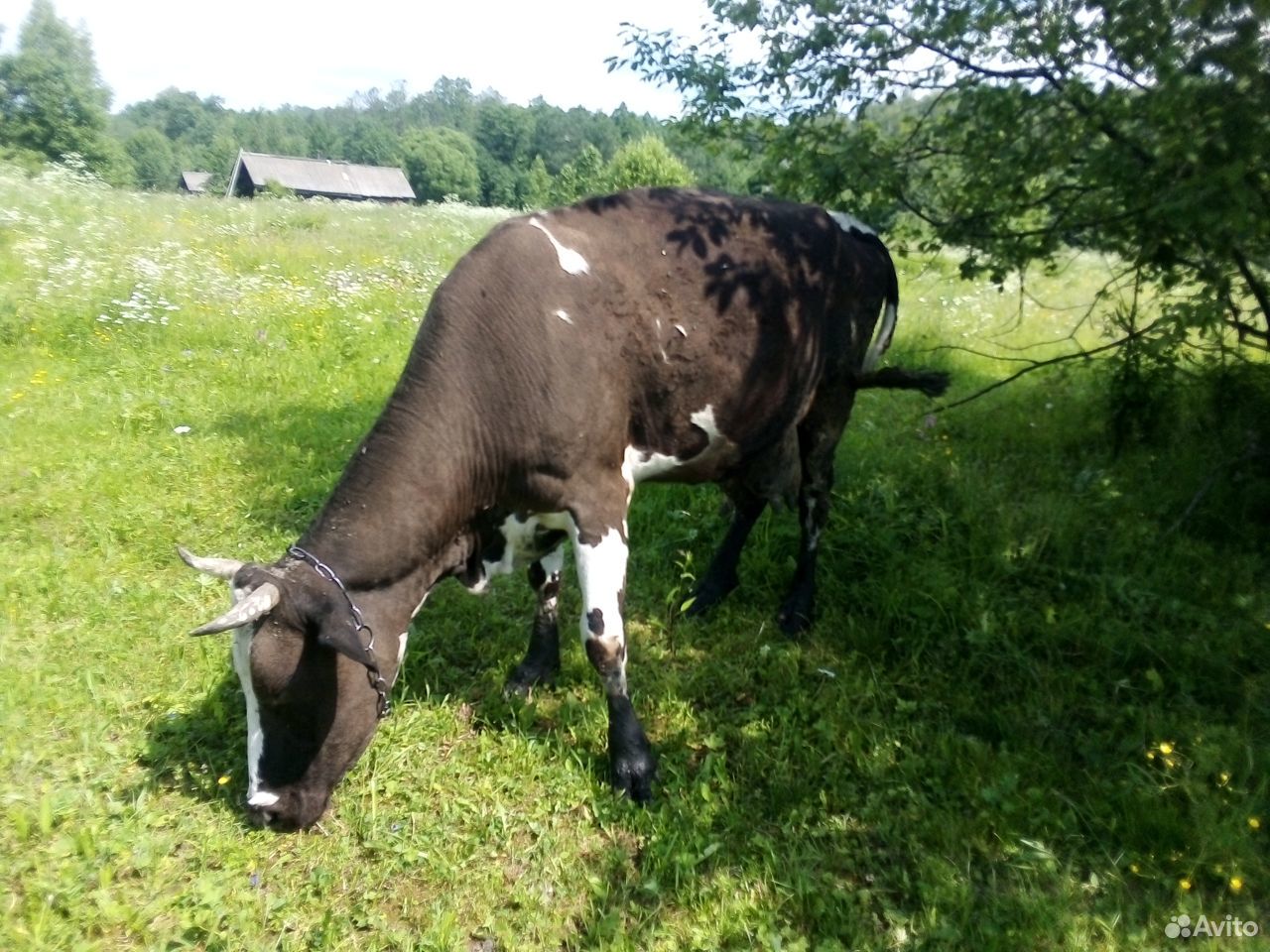 Глубокостельная,высокоудойная корова купить на Зозу.ру - фотография № 2