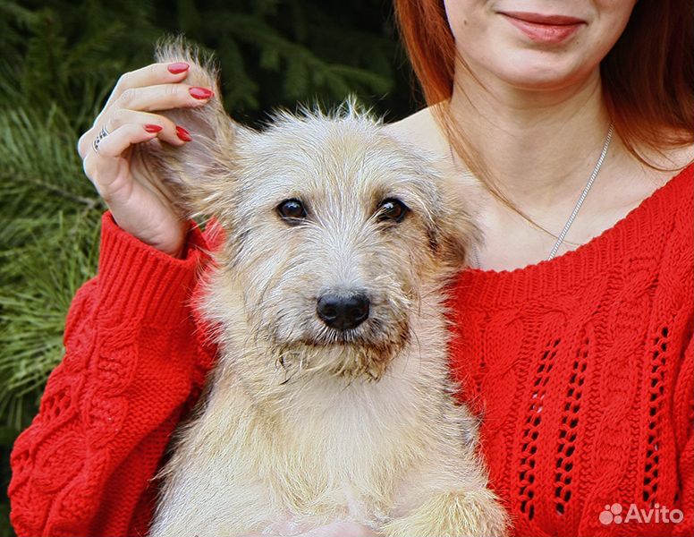 Сторожевая собака в добрые руки Калужская область купить на Зозу.ру - фотография № 1