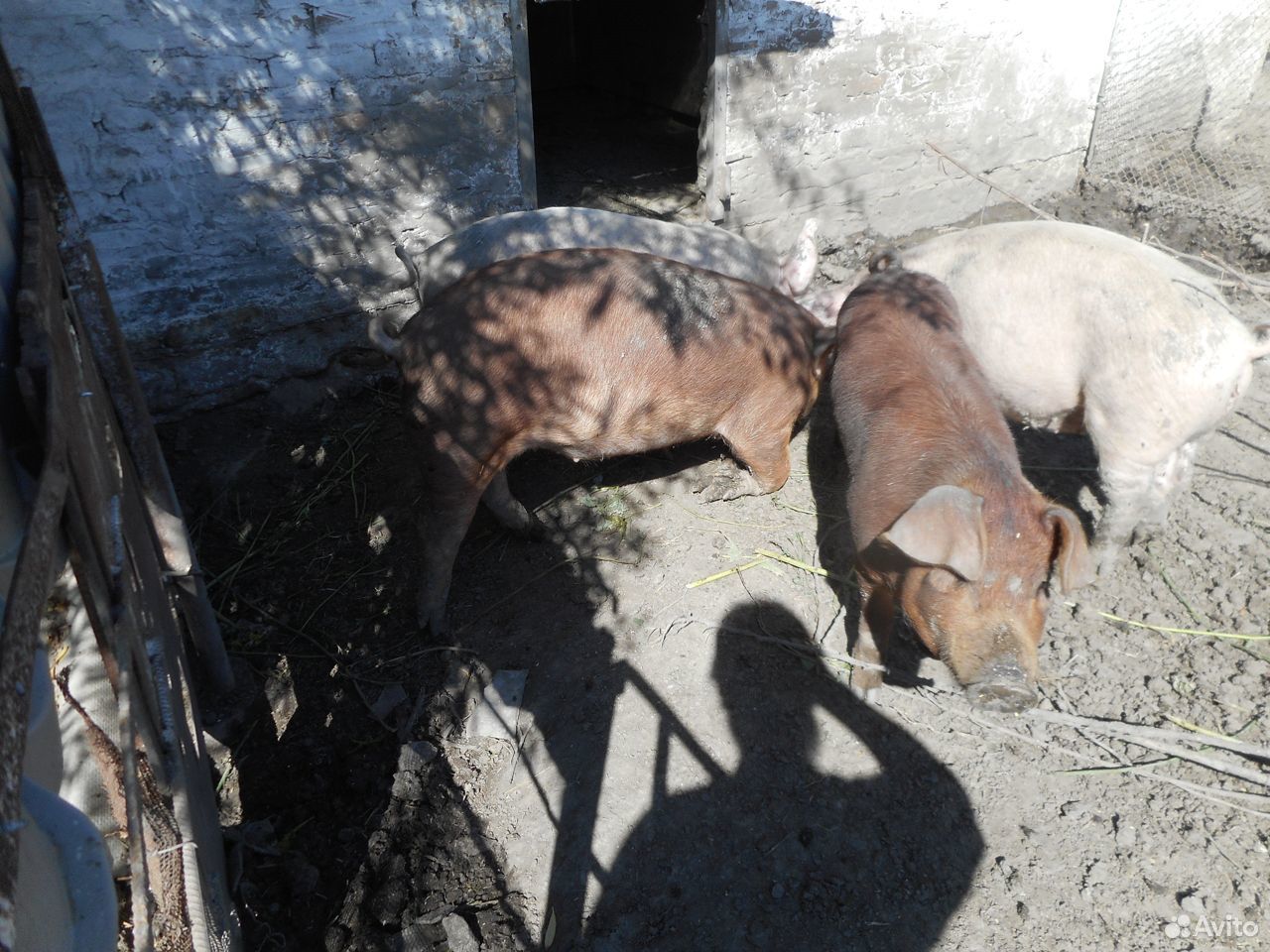На племя свинки и хряк дюрок, свиньи на мясо купить на Зозу.ру - фотография № 1