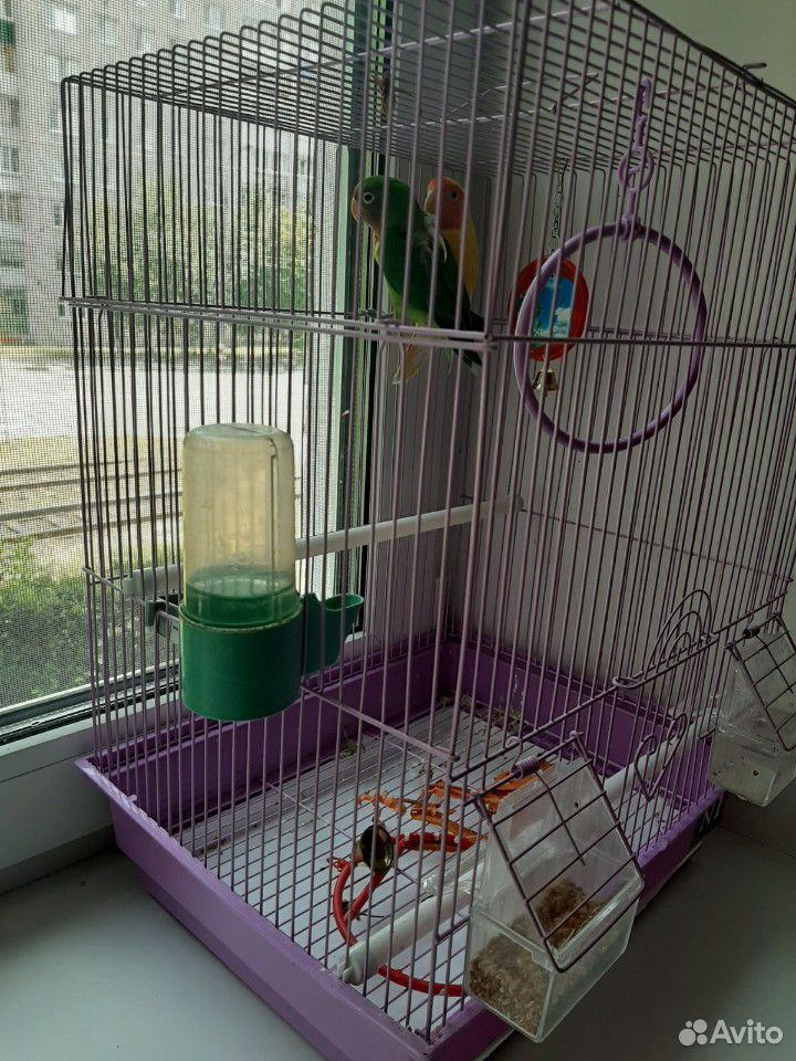 Клетка с попугаями купить на Зозу.ру - фотография № 1