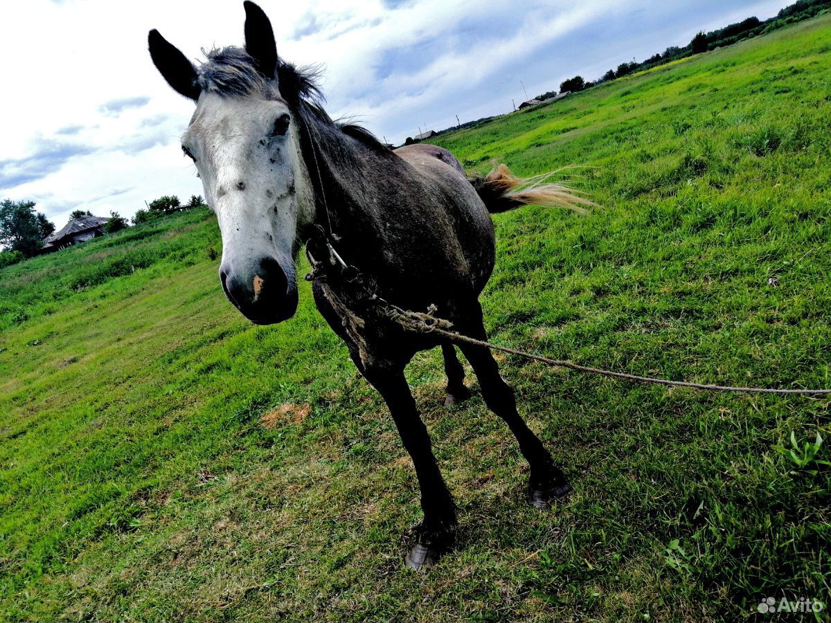 Лошадь (жерёбая) купить на Зозу.ру - фотография № 4