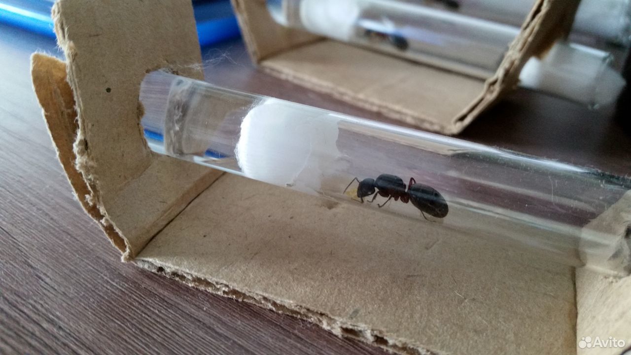 Матка Camponotus herculeanus + расплод купить на Зозу.ру - фотография № 1