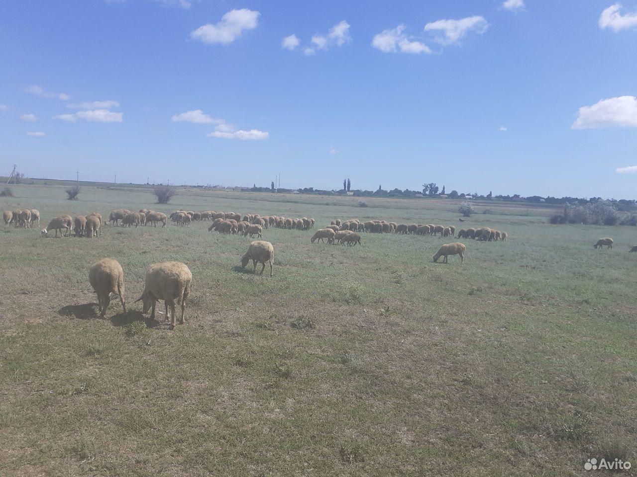 Продам овец цыгайской породы купить на Зозу.ру - фотография № 1