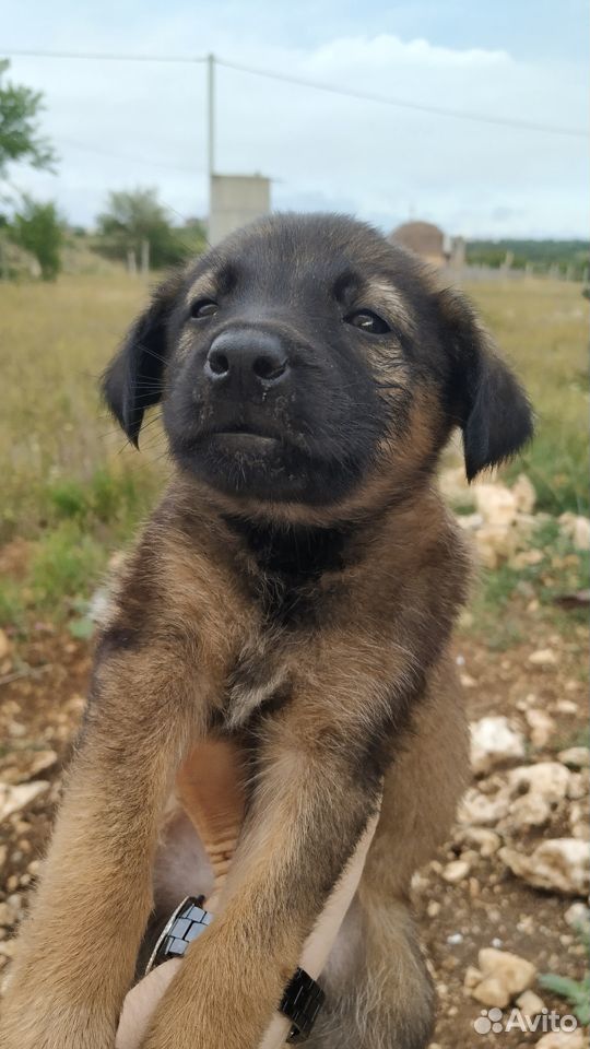 Отдаём щеночков 1,5 месяца купить на Зозу.ру - фотография № 8