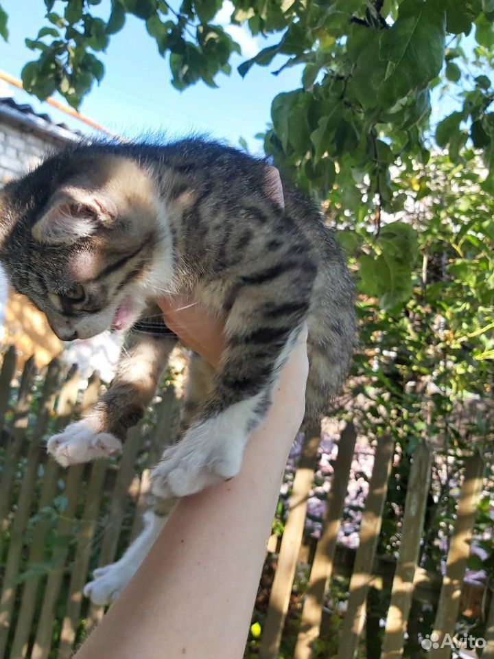 Котенок леопардовый Лайон купить на Зозу.ру - фотография № 9