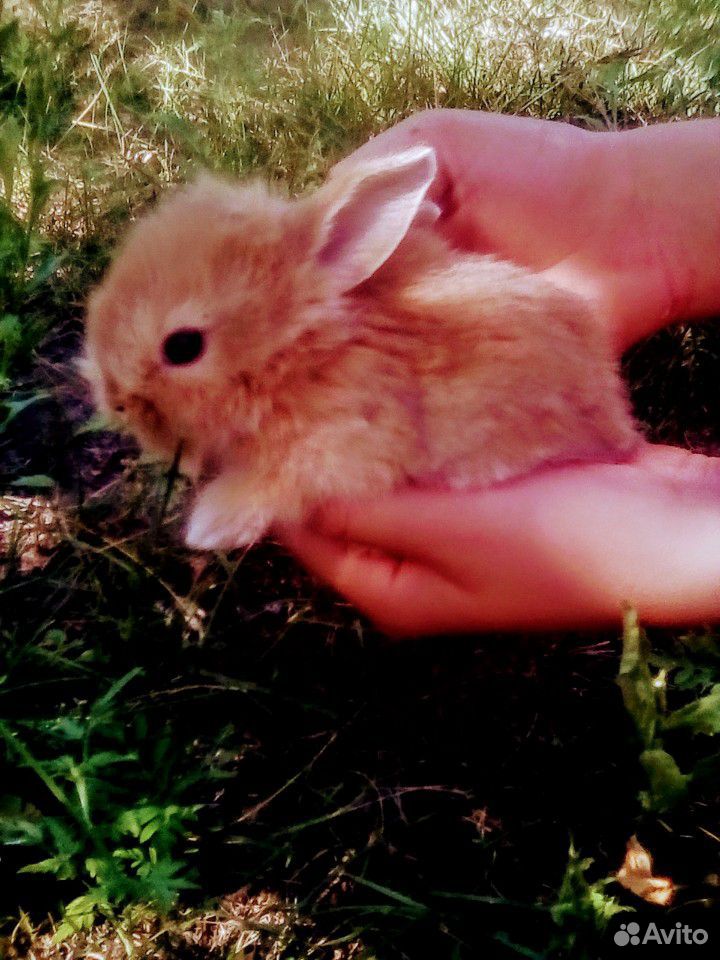 Карликовые крольчата купить на Зозу.ру - фотография № 6