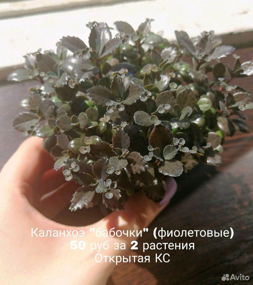 Комнатные растения, суккуленты купить на Зозу.ру - фотография № 1