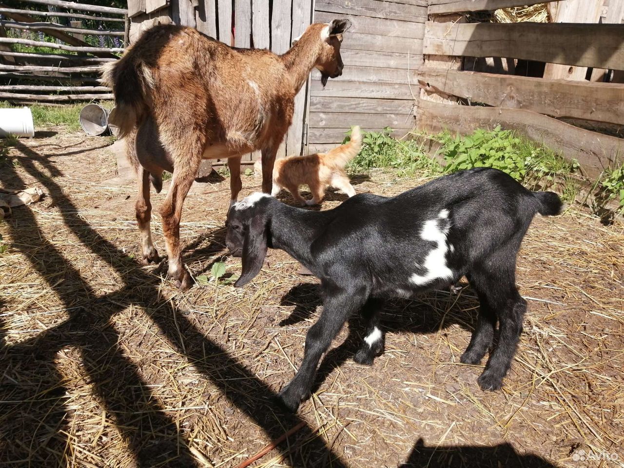 Нубийская дойная коза, козочки, козлики купить на Зозу.ру - фотография № 4