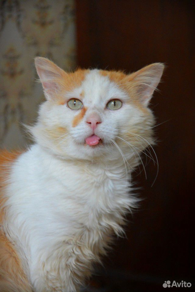 В добрые руки смешной кот купить на Зозу.ру - фотография № 1