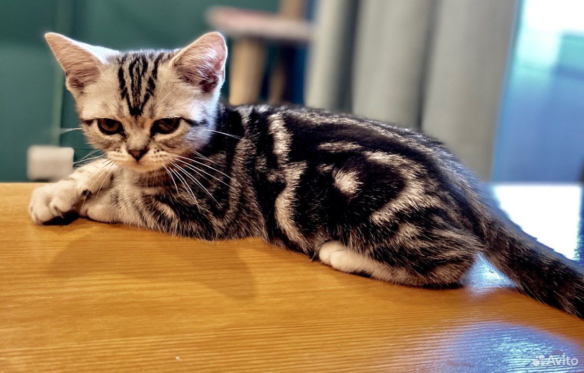 Американская короткошёрстная кошка (котенок) купить на Зозу.ру - фотография № 1