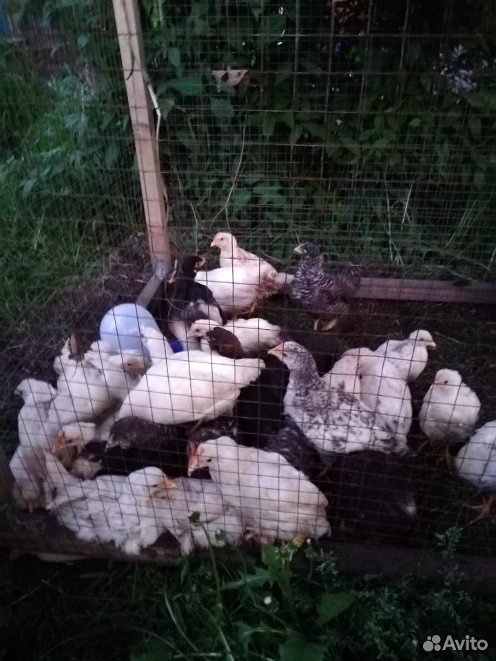 Цыплята несушки 2,5 месяца купить на Зозу.ру - фотография № 2