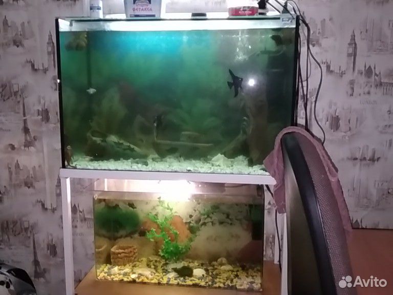 Два аквариума с подставкой 8000тысяч продам купить на Зозу.ру - фотография № 1