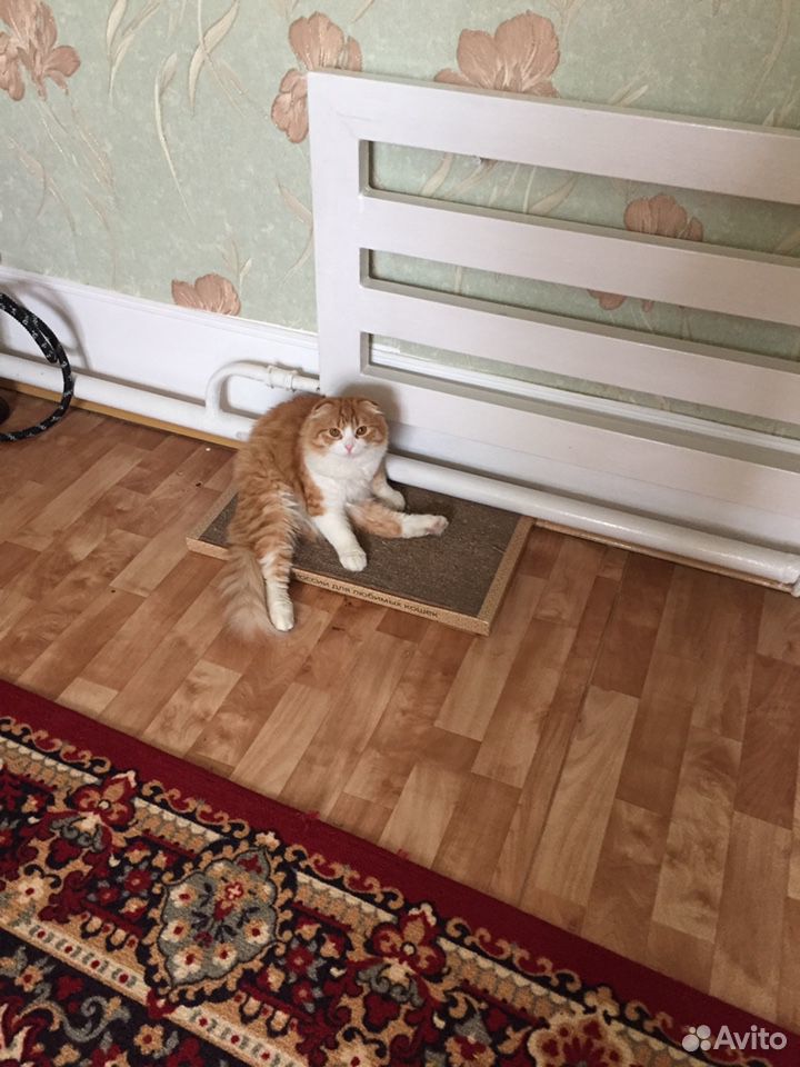 Ищем кошку для вязки купить на Зозу.ру - фотография № 2