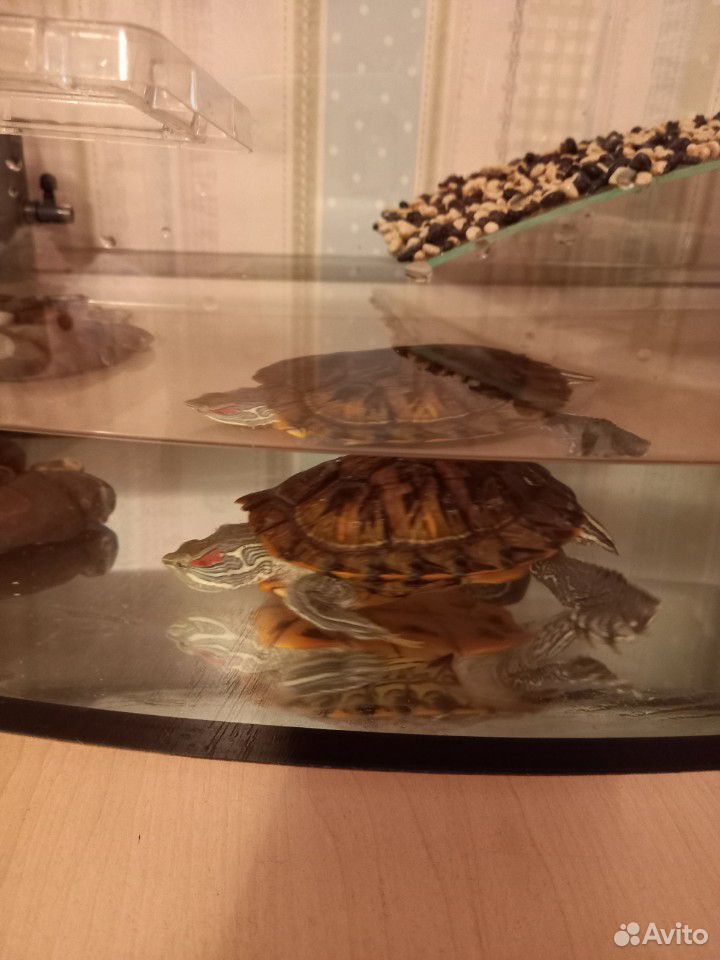 Черепахи красноухие с аквариумом купить на Зозу.ру - фотография № 1