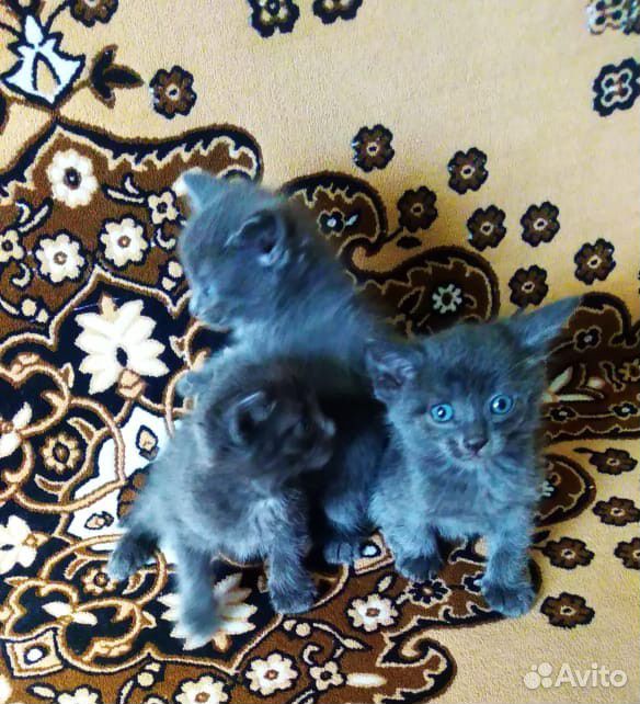 Дымчатые котята с голубыми глазами в хорошие руки купить на Зозу.ру - фотография № 1