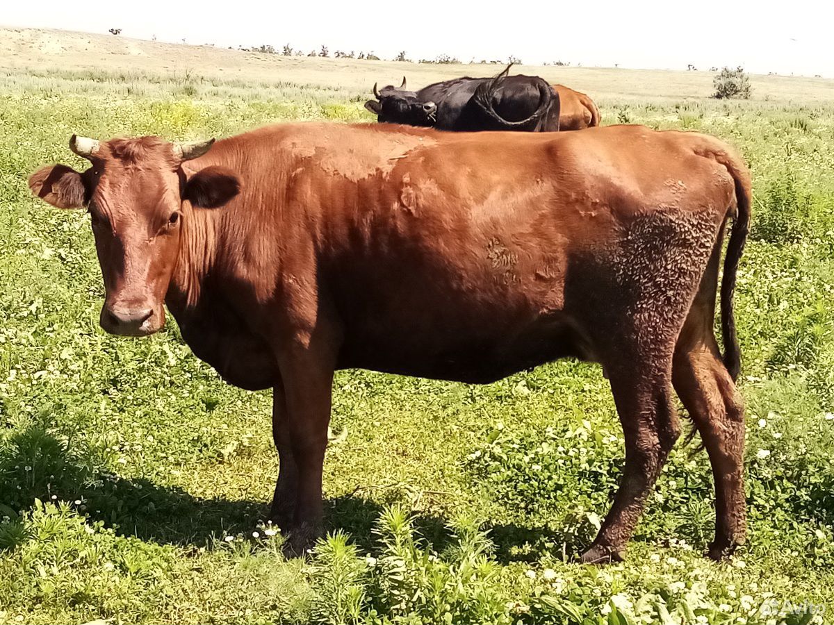 Коровы подсосные с телятами купить на Зозу.ру - фотография № 3