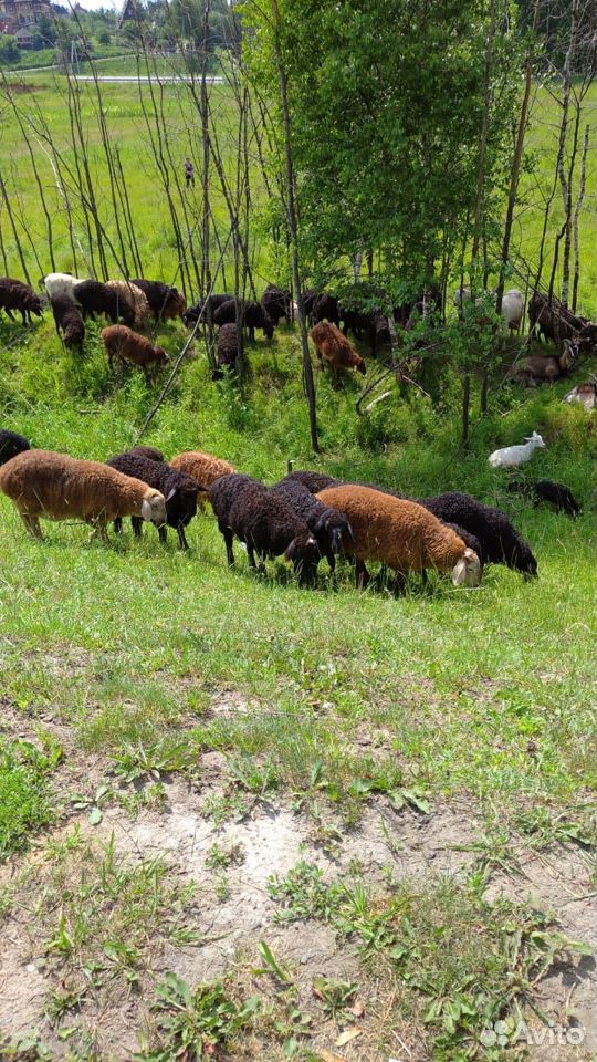 Овцы, ягнята, бараны и козы купить на Зозу.ру - фотография № 1