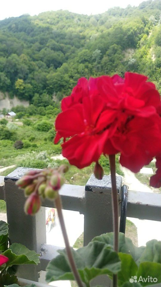 Цветы для балкона. Кампанула, герань, плющ купить на Зозу.ру - фотография № 6