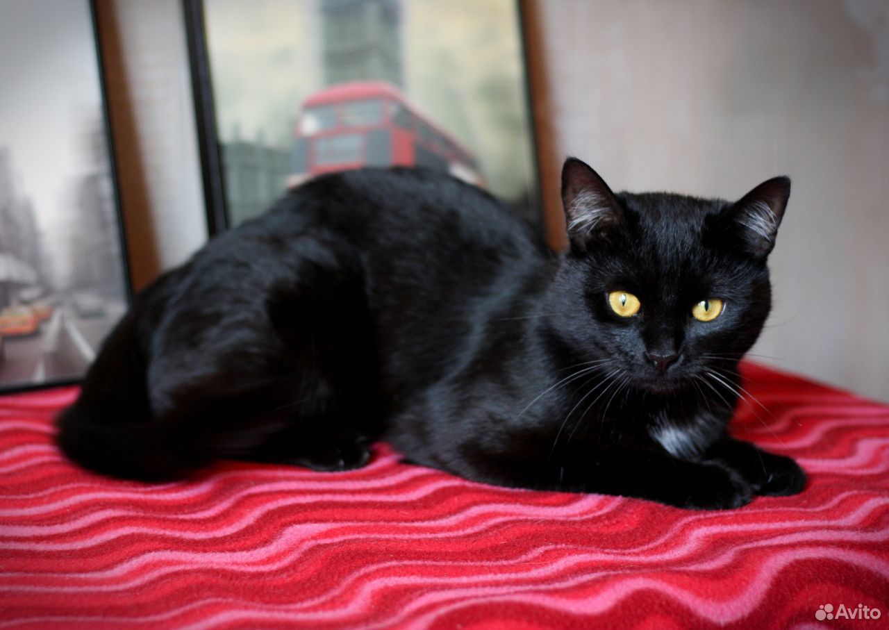 Черный кот в добрые руки купить на Зозу.ру - фотография № 4