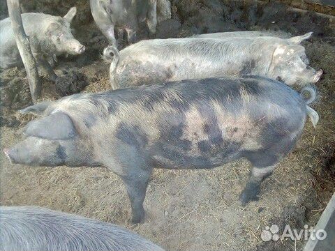 Сдам свиней на мясо купить на Зозу.ру - фотография № 1