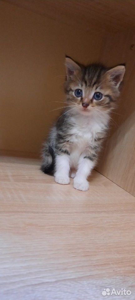Кошка,кот купить на Зозу.ру - фотография № 8