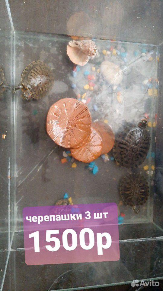 Черепашки купить на Зозу.ру - фотография № 1