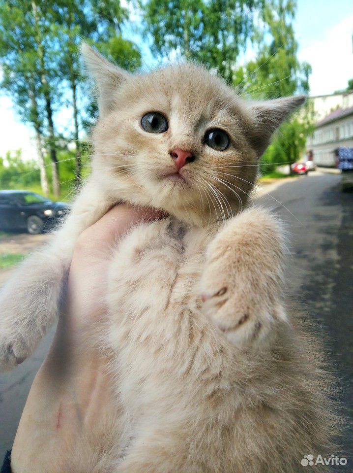 Котёнок (кошка) купить на Зозу.ру - фотография № 6
