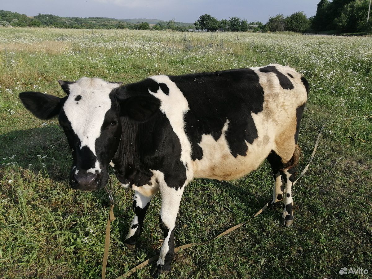 Корова, телочки купить на Зозу.ру - фотография № 3