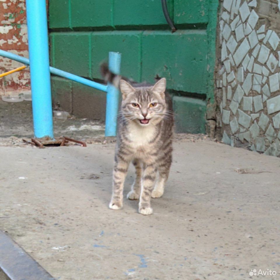 Котенок ждёт хозяиа купить на Зозу.ру - фотография № 2