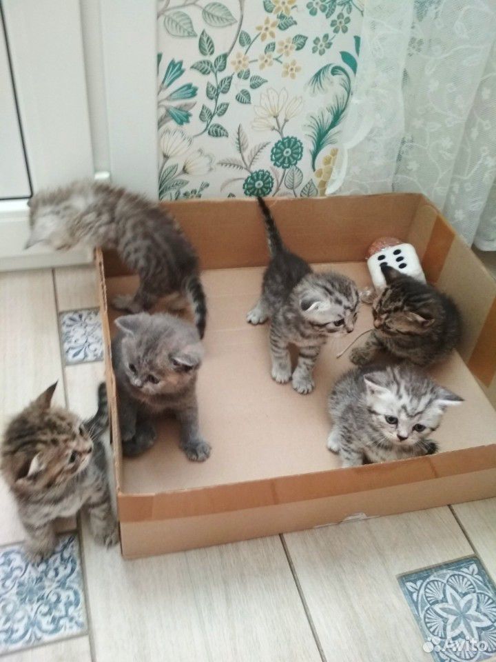 Британские котятки купить на Зозу.ру - фотография № 8