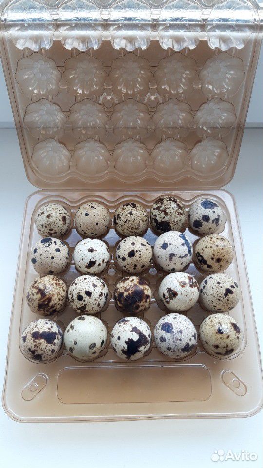 Яйцо перепелиные на инкубацию купить на Зозу.ру - фотография № 1