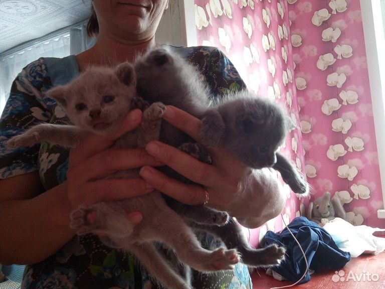 Продам вислаухих котят купить на Зозу.ру - фотография № 2