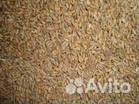 Зерносмесь (пшеница, ячмень, горох) купить на Зозу.ру - фотография № 1
