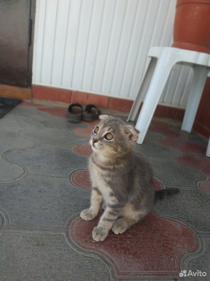 Кошка купить на Зозу.ру - фотография № 2