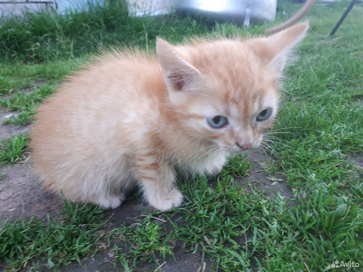 Кот рыжий, котенок рыжий купить на Зозу.ру - фотография № 2