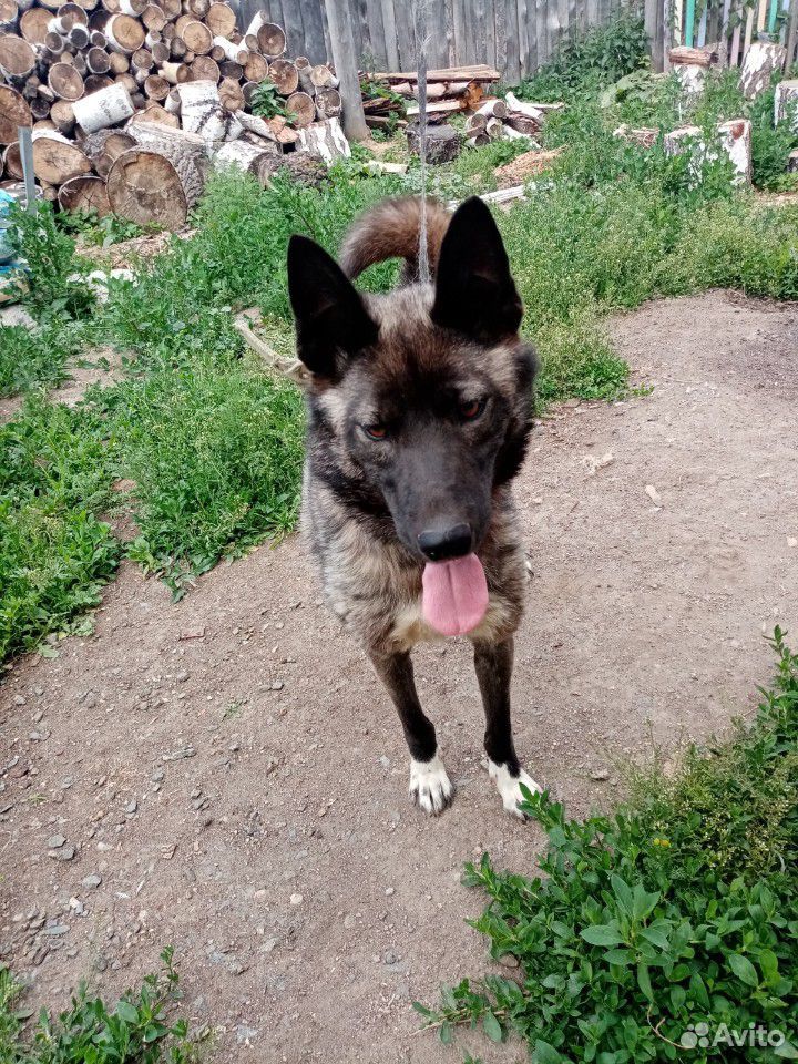 Собака Лайка купить на Зозу.ру - фотография № 5