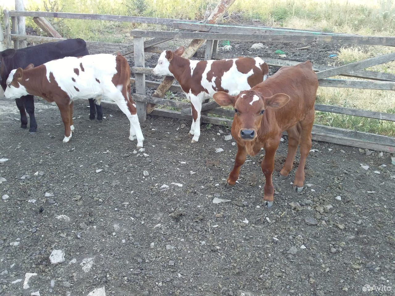 Быки и телки пародостие от молочных коров купить на Зозу.ру - фотография № 8