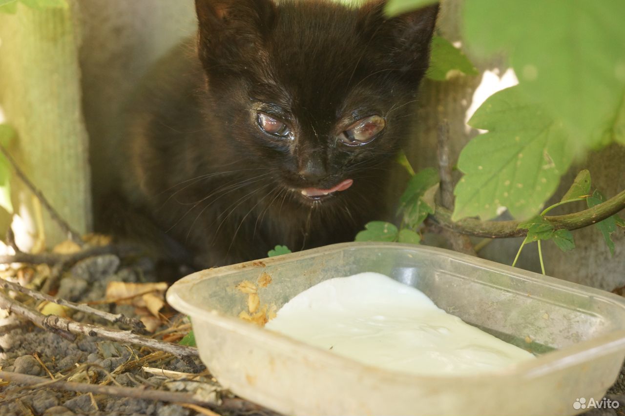 Слепой котик Марсик купить на Зозу.ру - фотография № 2