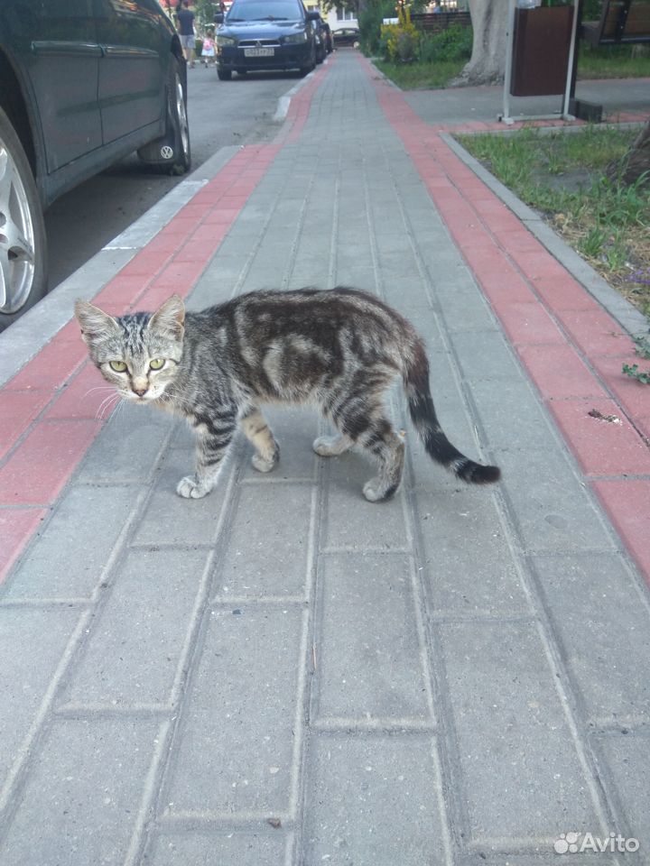 Котик подросточек купить на Зозу.ру - фотография № 1