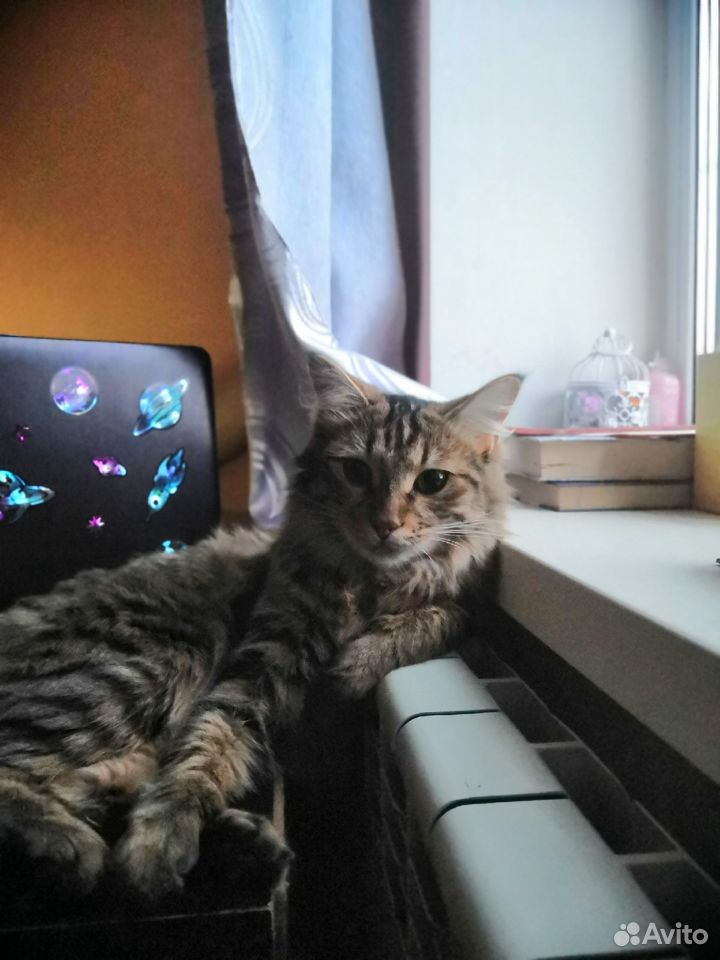 Помесь Мейн-куна и простой кошки купить на Зозу.ру - фотография № 1