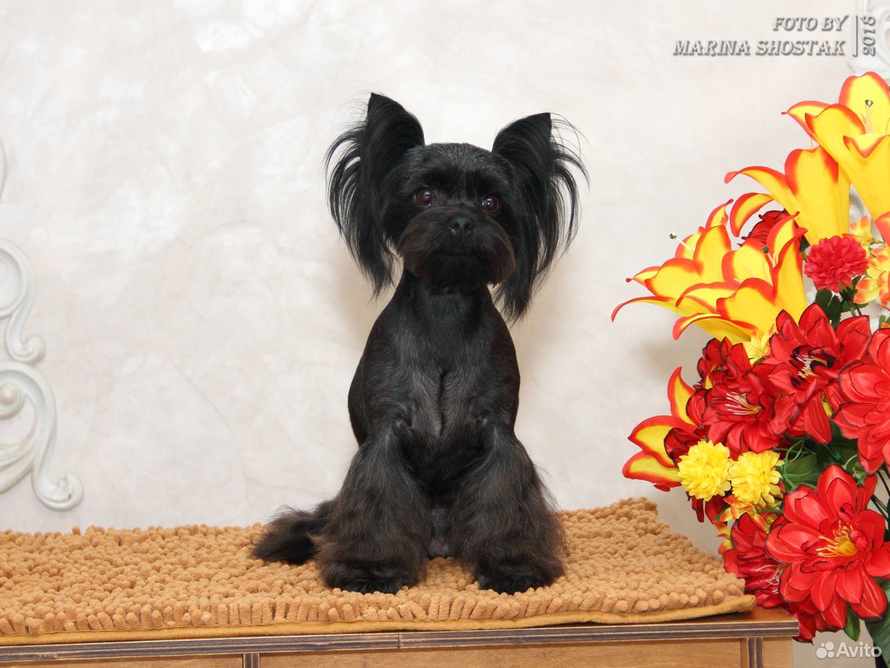 Продается щенок русской салонной собаки (русалка) купить на Зозу.ру - фотография № 4